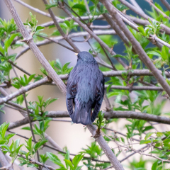 Sturnus unicolor