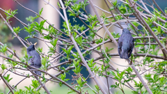 Sturnus unicolor