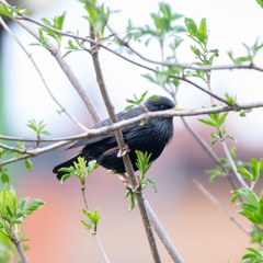 Sturnus unicolor