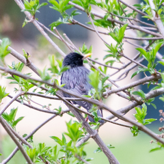 Sturnus unicolor