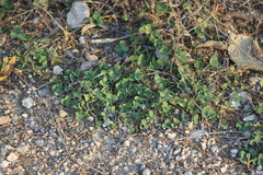 Medicago lupulina