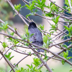Sturnus unicolor