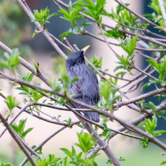 Sturnus unicolor