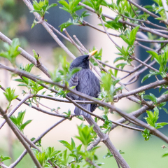 Sturnus unicolor
