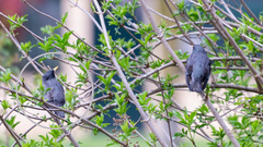 Sturnus unicolor