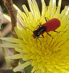 Malachius coccineus