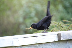 Turdus merula
