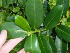 Ficus burtt-davyi