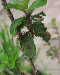 Coreidae