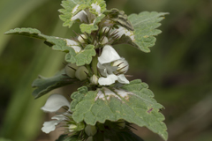 Lamium moschatum