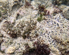 Melanamansia glomerata