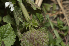 Lamium moschatum