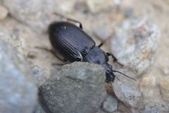 Anisodactylus signatus