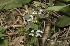 Lamium moschatum