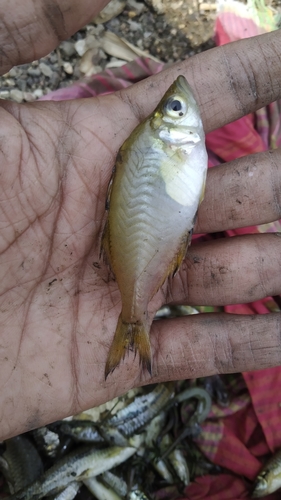 Elongate glass-perchlet (Chanda nama) — Ambassidae — 3