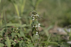 Lamium moschatum