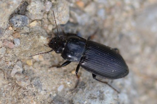 refuse beetle