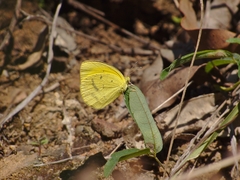 Eurema herla
