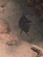 Assiculus punctatus