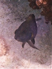Assiculus punctatus