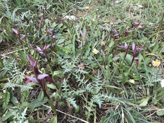 Serapias strictiflora