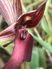 Serapias strictiflora