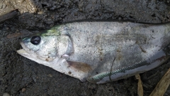 Notopterus notopterus