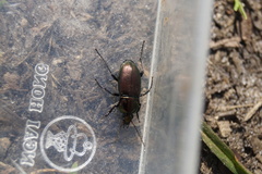 Poecilus versicolor