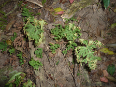Doryopteris concolor