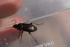 Poecilus versicolor