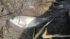 Notopterus notopterus