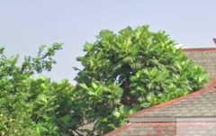 Artocarpus altilis