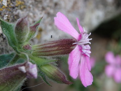 Silene acutifolia