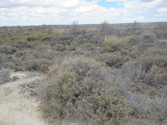 Helichrysum pentzioides