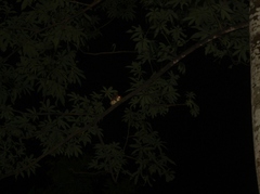 Iomys horsfieldii