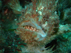 Lophiiformes