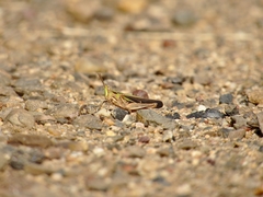 Froggattina australis