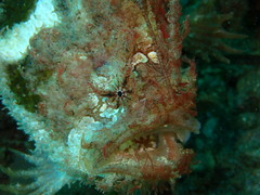 Lophiiformes