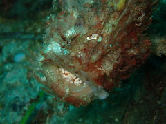 Lophiiformes