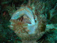 Lophiiformes