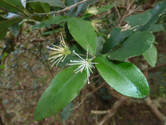 Maerua racemulosa