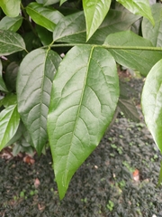 Chimonanthus praecox