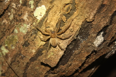 Heteropoda martinae