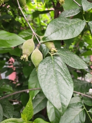 Chimonanthus praecox