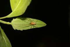 Cheiracanthium daquilium
