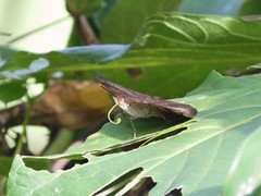 Euthalia aconthea gurda