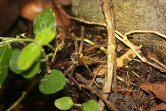 Heteropoda martinae