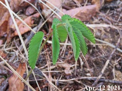 Sanguisorba officinalis