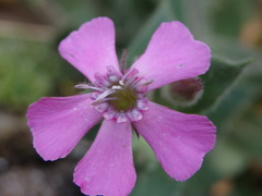Silene acutifolia