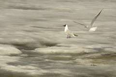 Chroicocephalus ridibundus